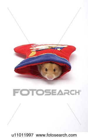 Hamster in christmas stocking View Large Photo Image Stock Photo - Hamster in christmas stocking. Fotosearch