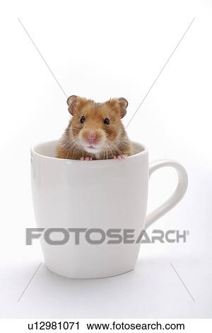 Hamster in cup View Large Photo Image Stock Image - Hamster in cup. Fotosearch