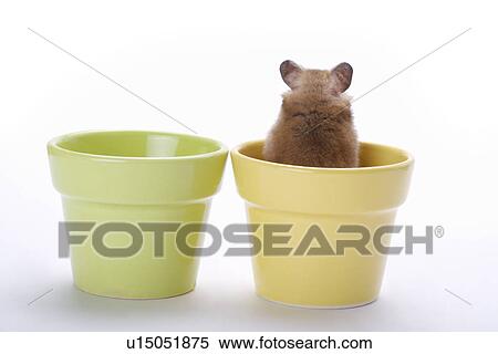 Stock Photography - Hamster in flower pot, rear view. Fotosearch