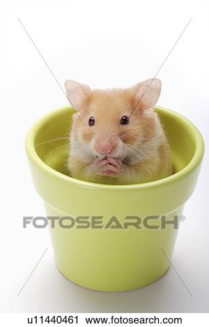 Hamster in Flower Pot View Large Photo Image Stock Image - Hamster in Flower Pot. Fotosearch