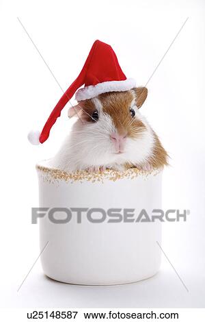 Hamster in flower pot View Large Photo Image Stock Photo - Hamster in flower pot. Fotosearch