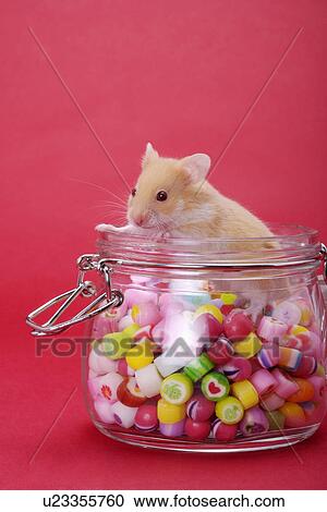 Stock Image - Hamster in jar with candies. Fotosearch