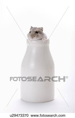 Hamster in milk bottle View Large Photo Image Stock Image - Hamster in milk bottle. Fotosearch
