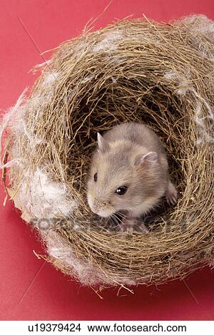 Picture - Hamster in nest. Fotosearch