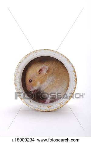 Picture - Hamster in porcelain jar. Fotosearch