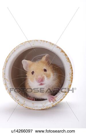 Stock Photo - Hamster in porcelain jar. Fotosearch