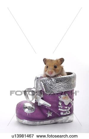 Stock Photo - Hamster in shoe. Fotosearch