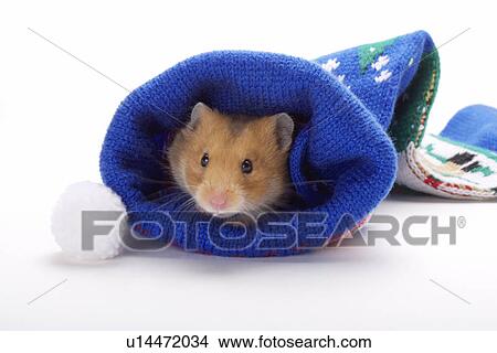 Picture - Hamster in stocking. Fotosearch