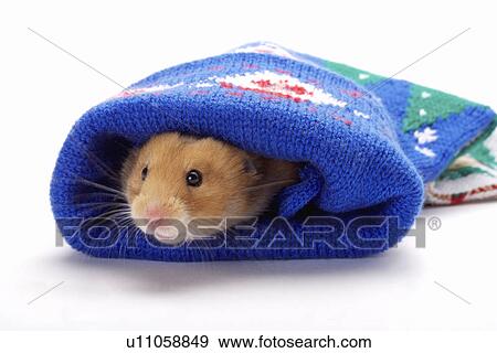Stock Photo - Hamster in stocking. Fotosearch