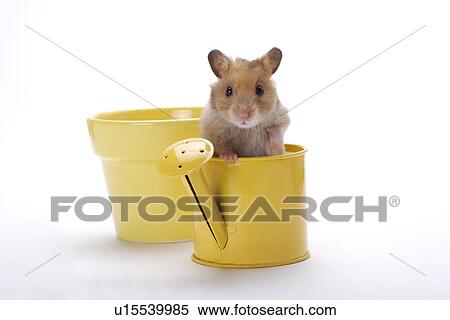 Hamster in watering can and flower pot View Large Photo Image Stock Photography - Hamster in watering can and flower pot. Fotosearch