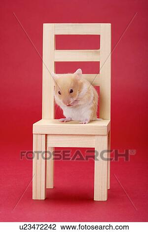 Stock Image - Hamster on chair. Fotosearch