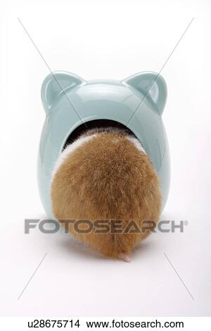 Picture - Hamster. Fotosearch