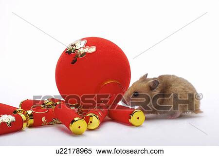 Stock Photography - Hamster, red lanterns and firecrackers. Fotosearch