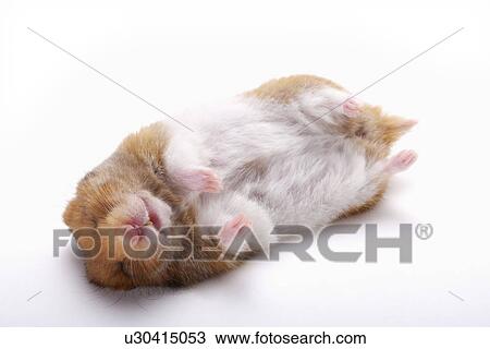 Stock Image - Hamster sleeping, close up. Fotosearch