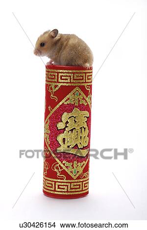 Hamster standing atop firecracker View Large Photo Image Picture - Hamster standing atop firecracker. Fotosearch