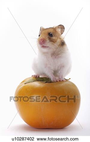 Stock Image - Hamster standing on persimmon. Fotosearch