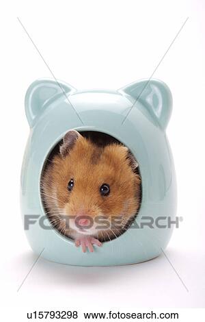 Stock Photo - Hamster. Fotosearch
