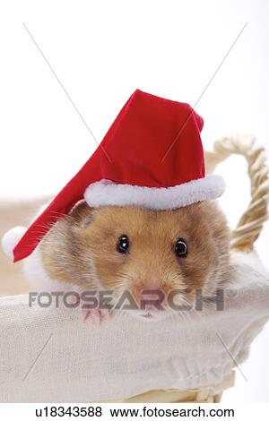Hamster wearing santa hat looking out of basket View Large Photo Image Stock Photo - Hamster wearing santa hat looking out of basket. Fotosearch