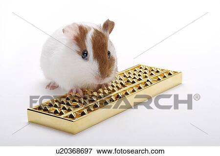 Hamster with Abacus View Large Photo Image Stock Photo - Hamster with Abacus. Fotosearch