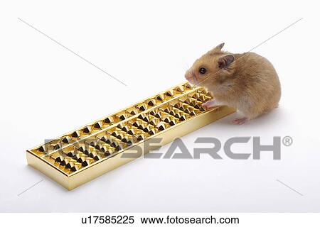 Hamster with Abacus View Large Photo Image Stock Photography - Hamster with Abacus. Fotosearch