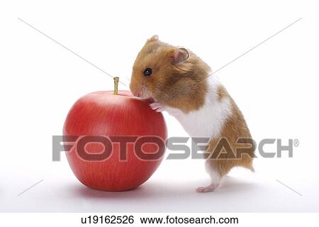 Stock Photograph - Hamster with apple. Fotosearch