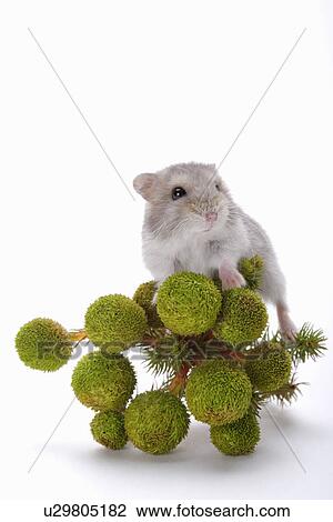Stock Image - Hamster with branch. Fotosearch
