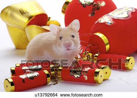 Picture - Hamster with Chinese lantern, gold bowel and Chinese firecracker. Fotosearch