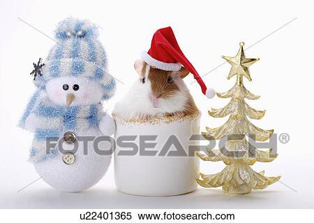 Stock Photography - Hamster with Christmas Ornaments. Fotosearch