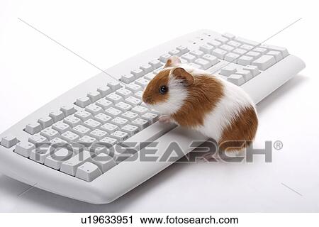 Stock Image - Hamster with computer keyboard. Fotosearch