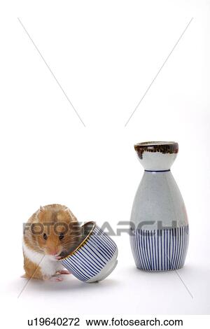 Hamster with cup and wine bottle View Large Photo Image Stock Image - Hamster with cup and wine bottle. Fotosearch