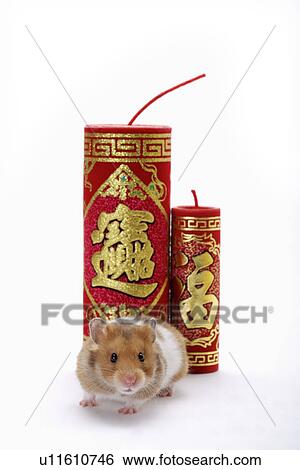 Stock Photograph - Hamster with firecrackers. Fotosearch