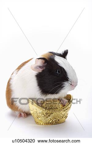 Hamster with gold bowel View Large Photo Image Stock Image - Hamster with gold bowel. Fotosearch