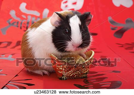 Stock Photo - Hamster with gold bowel. Fotosearch