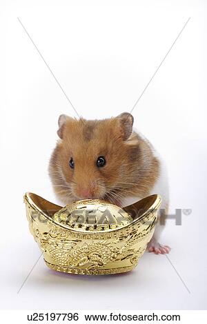 Hamster with gold bowel View Large Photo Image Stock Photograph - Hamster with gold bowel. Fotosearch