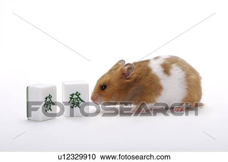 Stock Image - Hamster with mahjong pieces. Fotosearch