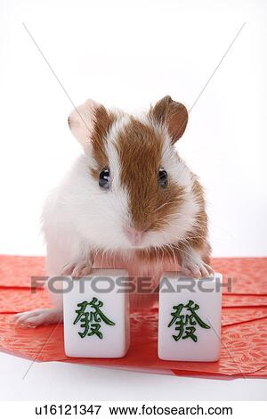 Stock Photo - Hamster with Mahjong pieces. Fotosearch