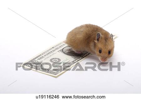 Stock Photograph - Hamster with paper money. Fotosearch