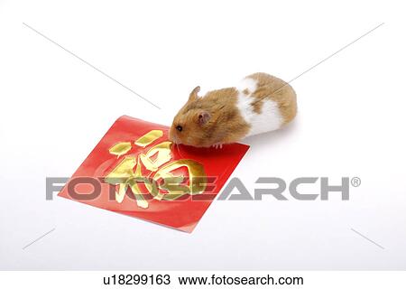 Stock Image - Hamster with paper written Chinese script. Fotosearch