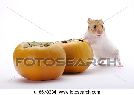 Picture - Hamster with persimmons. Fotosearch
