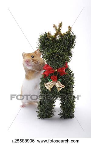 Hamster with plastic reindeer View Large Photo Image Stock Photograph - Hamster with plastic reindeer. Fotosearch