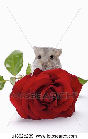 Hamster with rose View Large Photo Image Stock Photo - Hamster with rose. Fotosearch