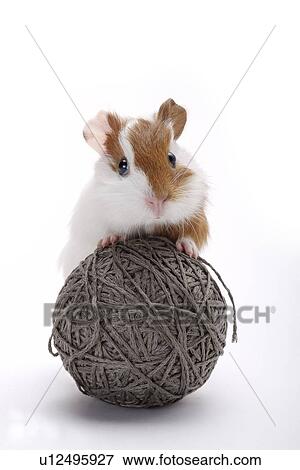 Stock Photo - Hamster with yarn. Fotosearch