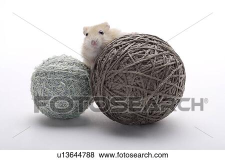 Stock Photo - Hamster with yarns. Fotosearch