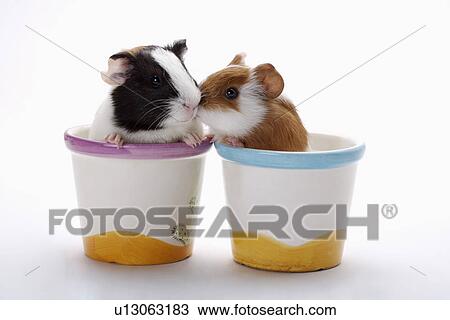Hamsters with flower pots View Large Photo Image Stock Image - Hamsters with flower pots. Fotosearch
