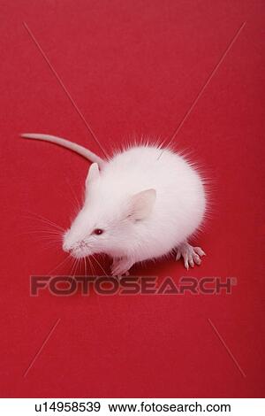 Stock Photo - Little white mouse against red background. Fotosearch
