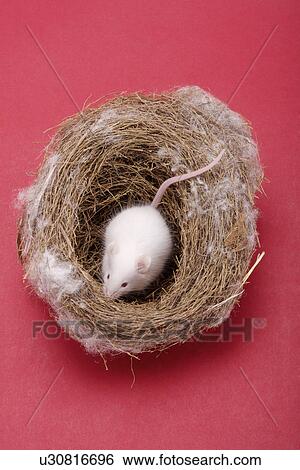 Little white mouse in nest View Large Photo Image Stock Photograph - Little white mouse in nest. Fotosearch
