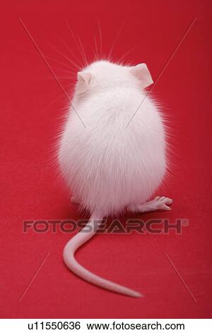 Little white mouse, rear view View Large Photo Image Stock Photograph - Little white mouse, rear view. Fotosearch