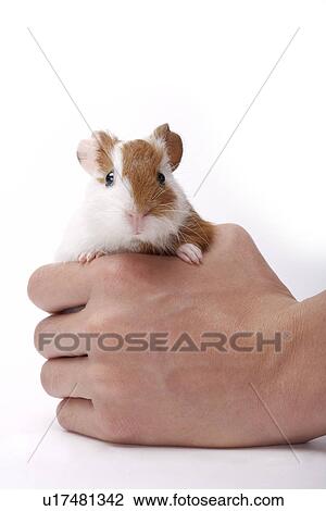 Man holding hamster, focus on hand View Large Photo Image Stock Image - Man holding hamster, focus on hand. Fotosearch