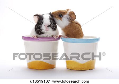 Stock Photo - One hamster whispering in another's ear. Fotosearch