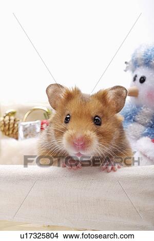 Syrian Hamster and Snowman View Large Photo Image Picture - Syrian Hamster and Snowman. Fotosearch